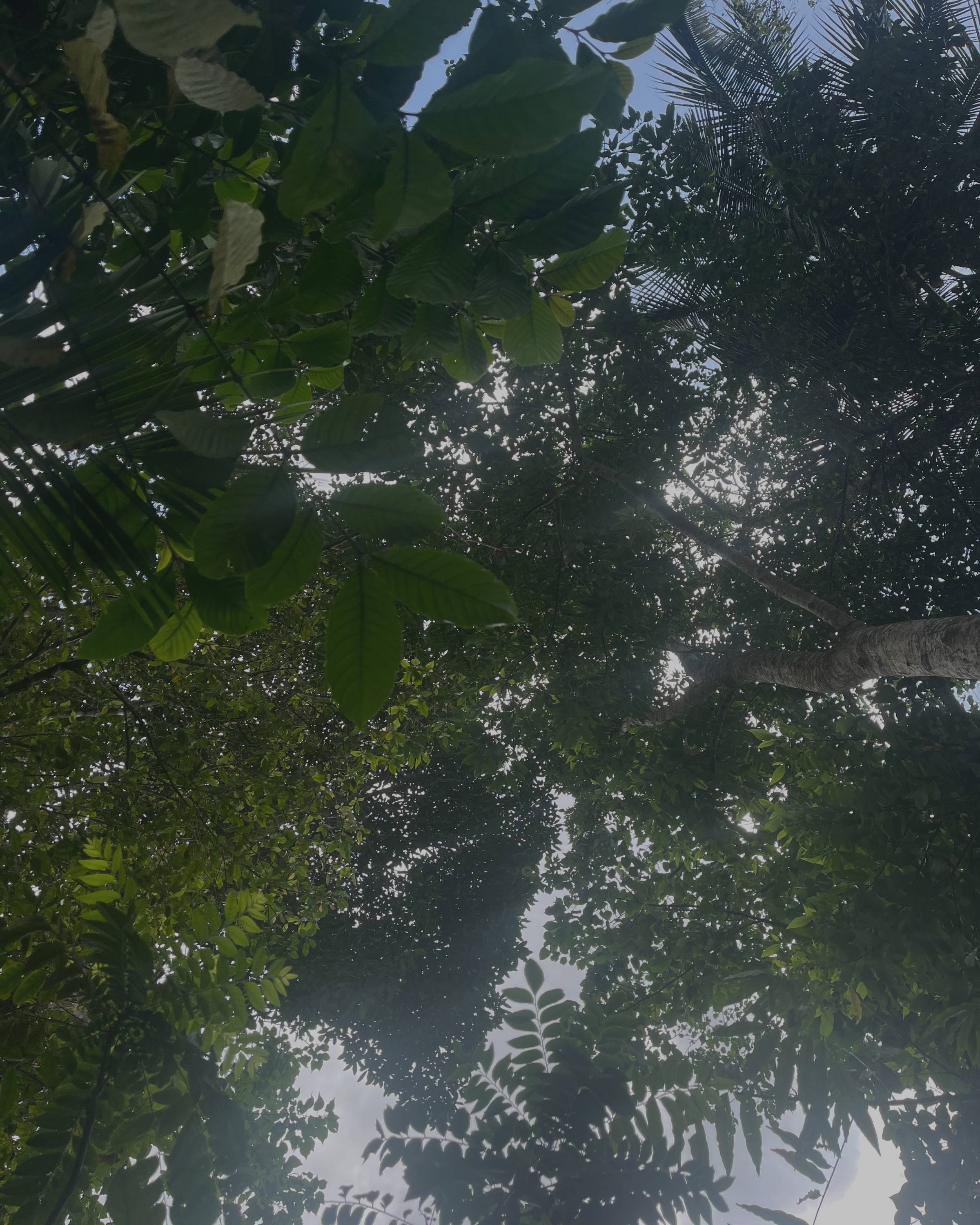 Tree canopy in Sideman, Bali