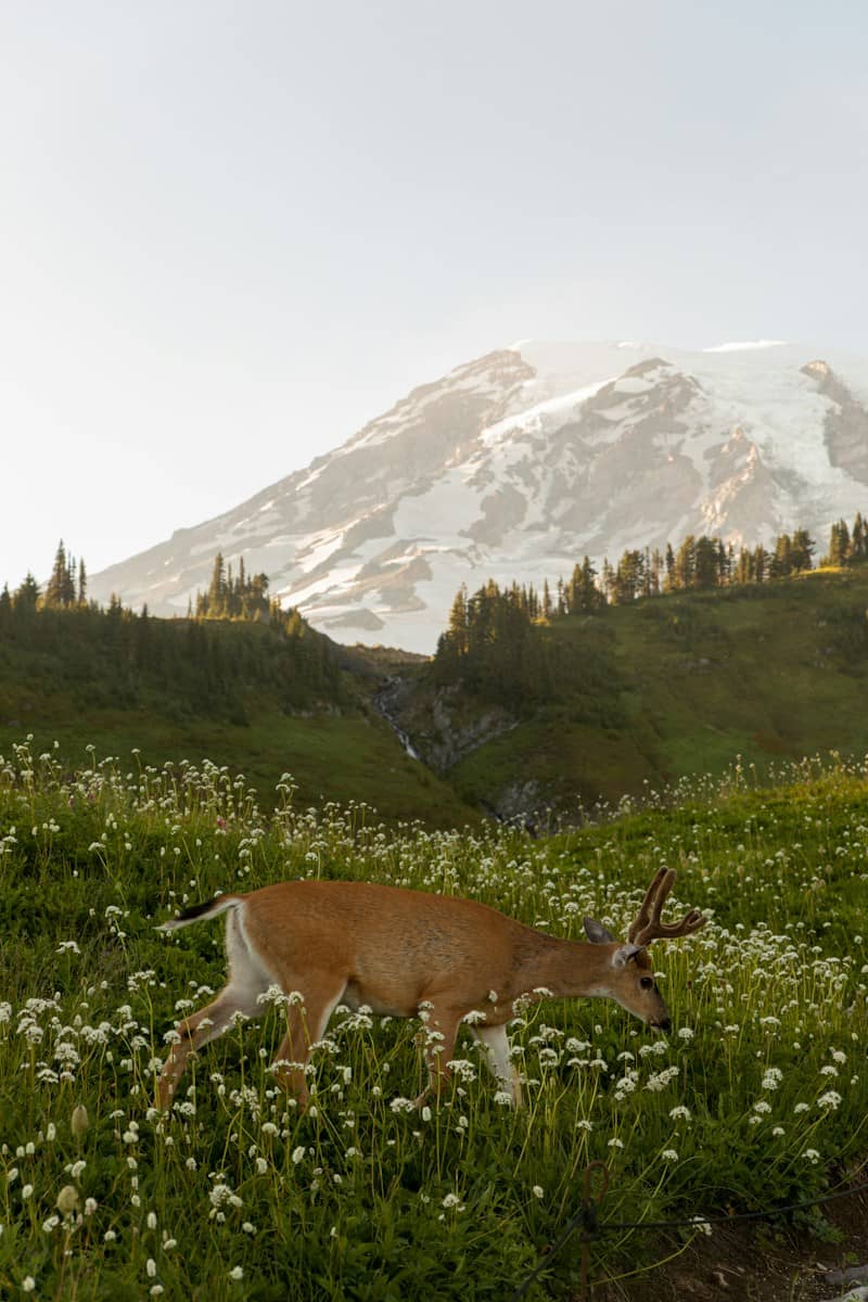 A deer walks through wildflowers near a snowy mountain