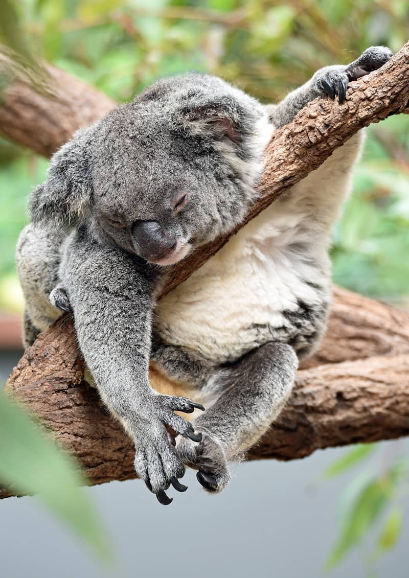 koala on bough
