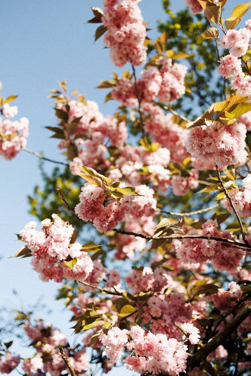 Pink cherry blossoms bloom under a clear blue sky.