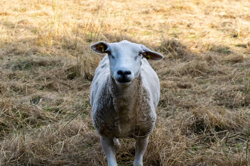 A sheep stares directly at the camera.