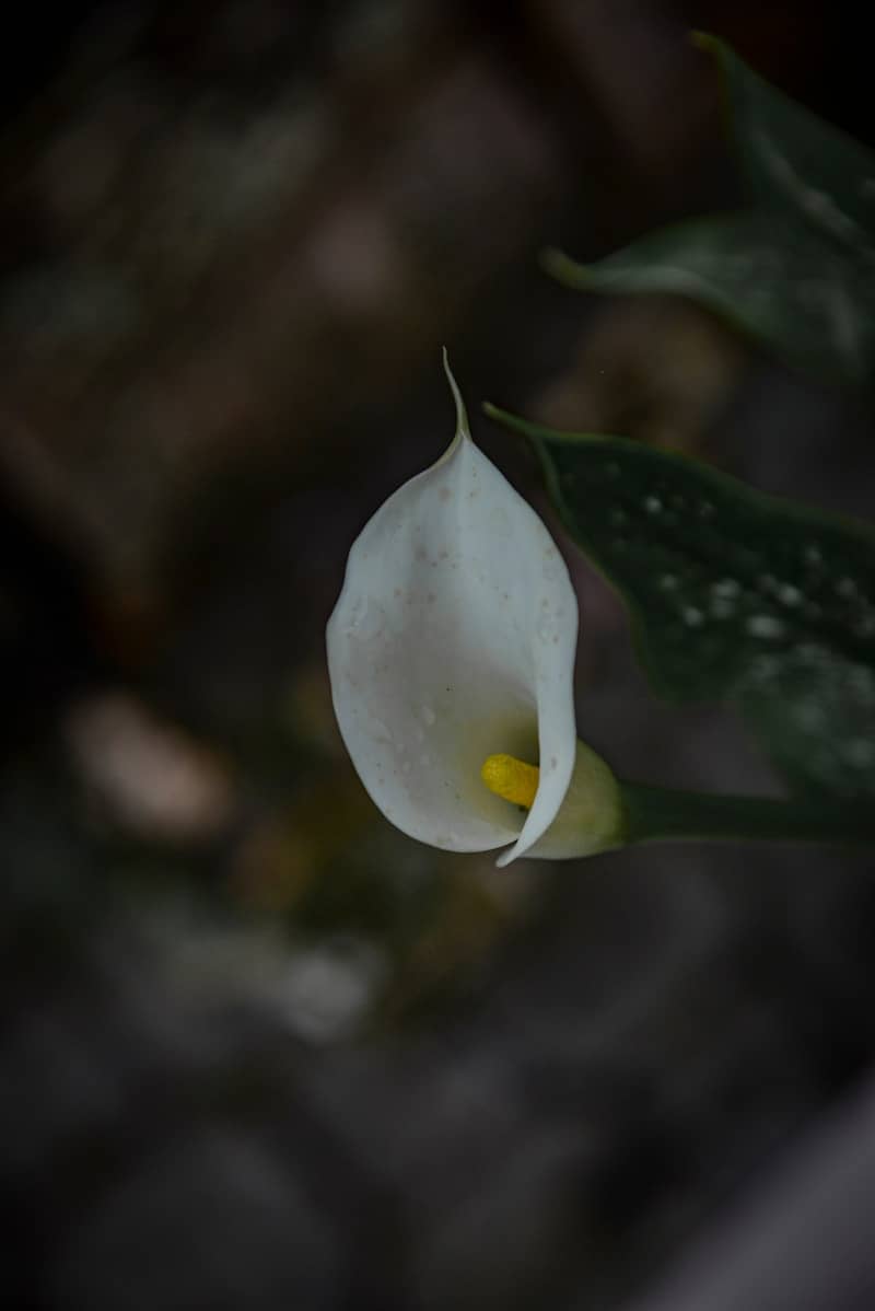 A single white calla lily with yellow stamen.