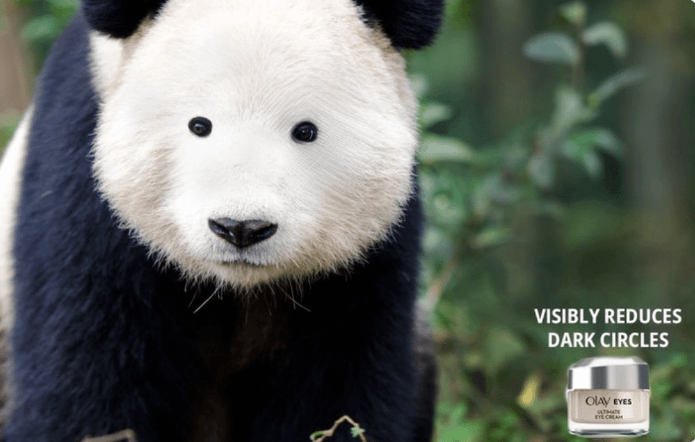 A panda without black around its eyes because its used eye cream