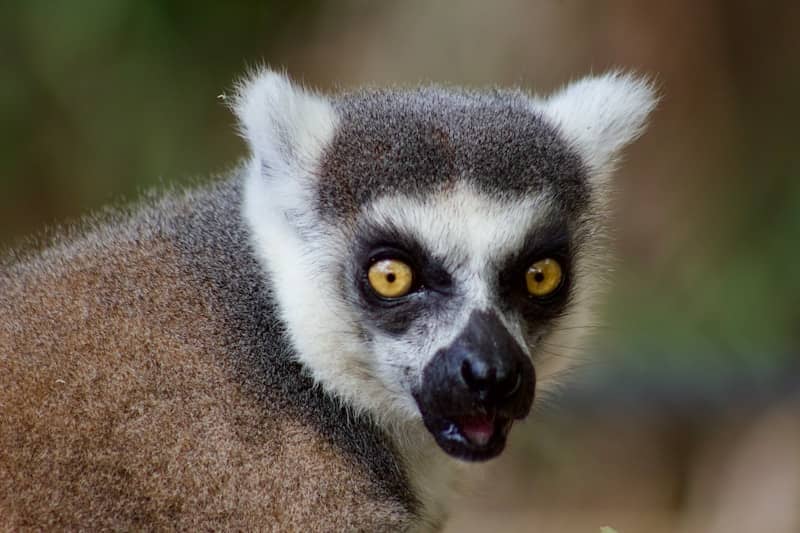 A close up of a small animal with yellow eyes