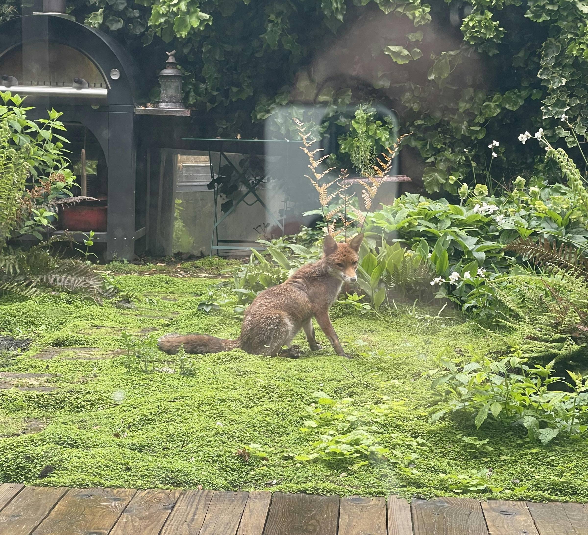 Image is a photo of an urban red fox sitting in the lush greenery of a  backyard garden, looking vaguely toward the camera.