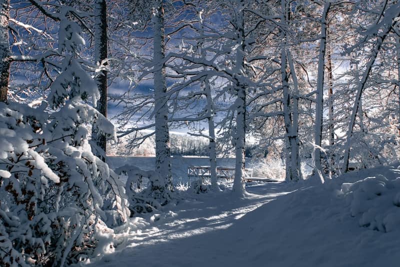 Snow-covered trees line a path in a winter forest.
