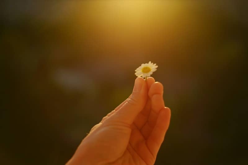 A hand gently holds a small daisy under warm sunlight.