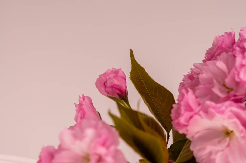 Close-up of pink cherry blossoms with green leaves.