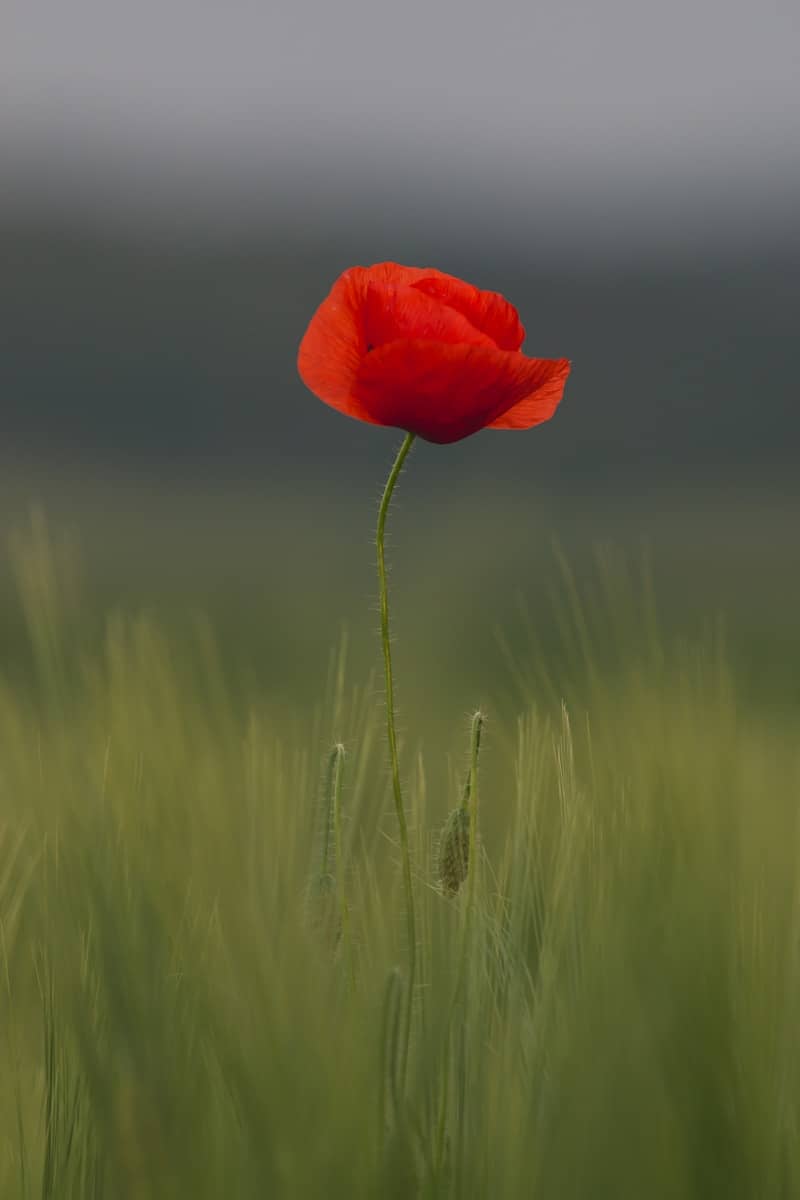 selective focus of common poppy flower