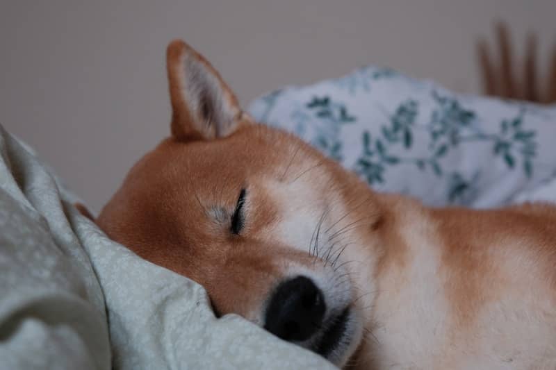 A shiba inu sleeps soundly in its bed.