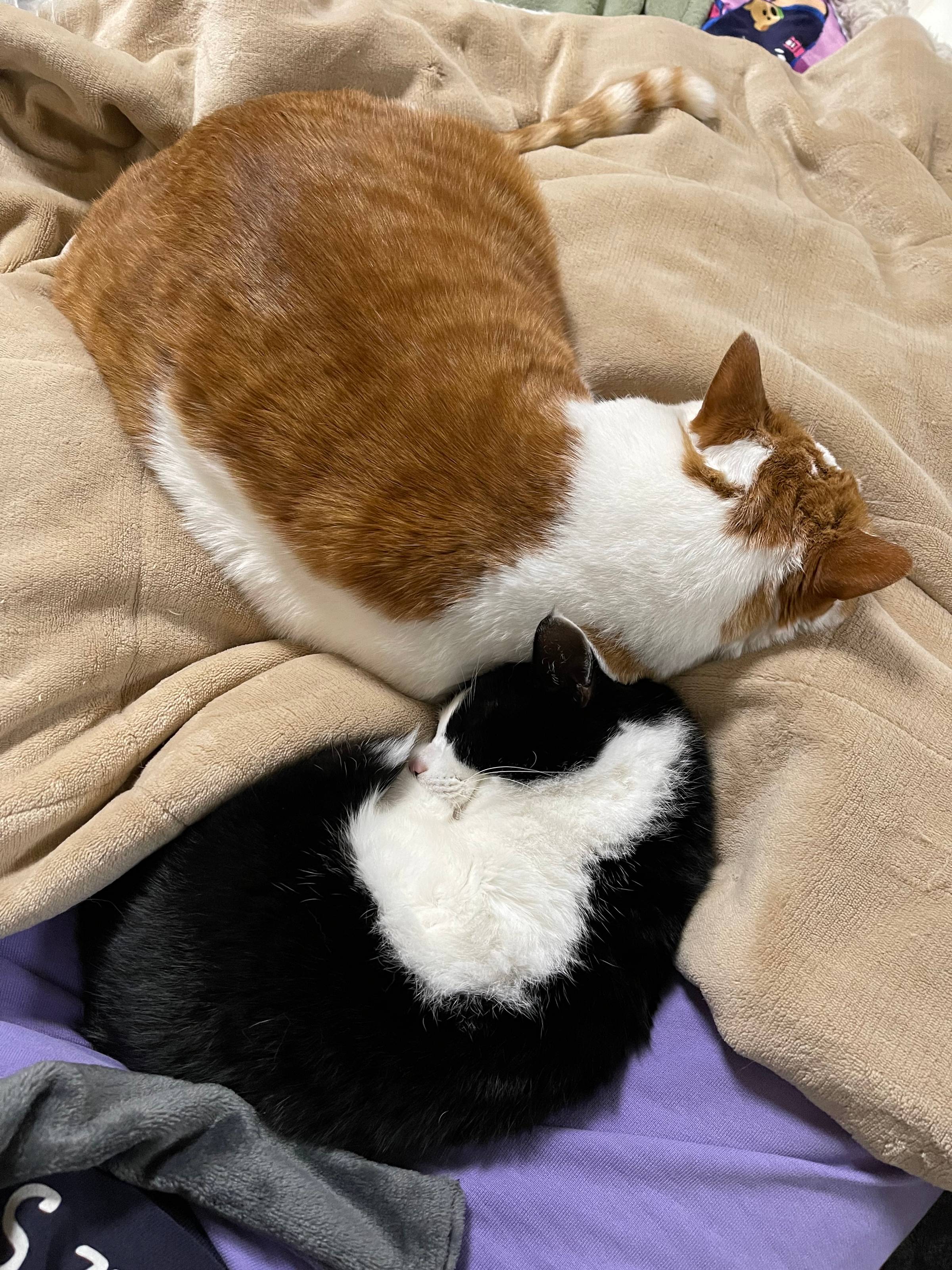 a ginger and white cat and a black and white cat curled up together on a fuzzy blanket