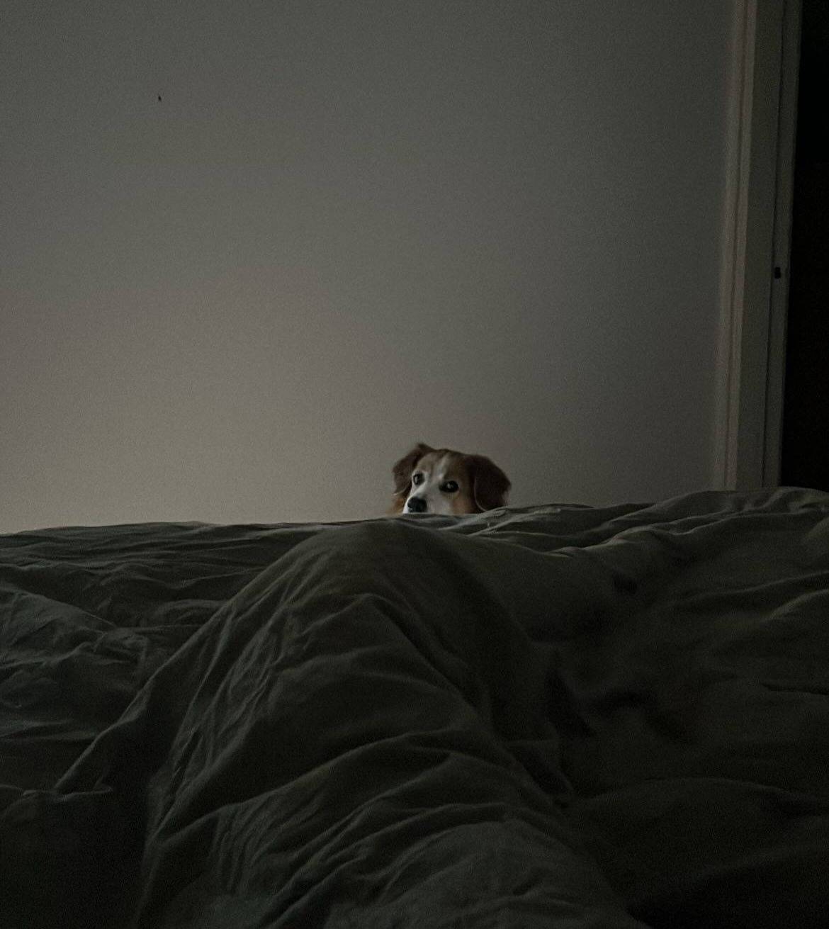 A dog looking peeking from the end of a bed.