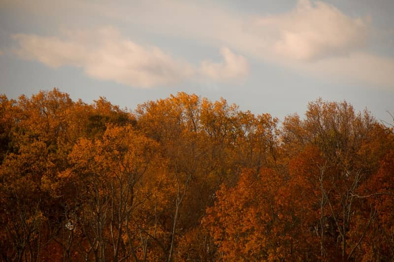 A person flying a kite in a wooded area