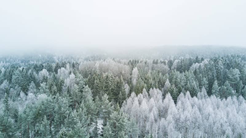 bird's eye view photography of pine trees during winter