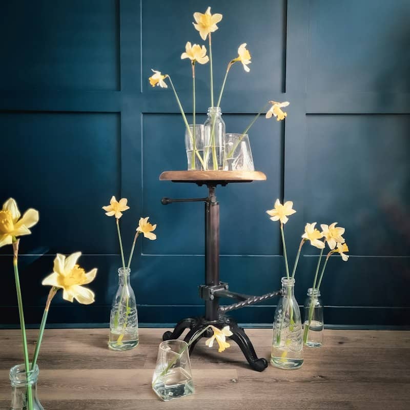Daffodils