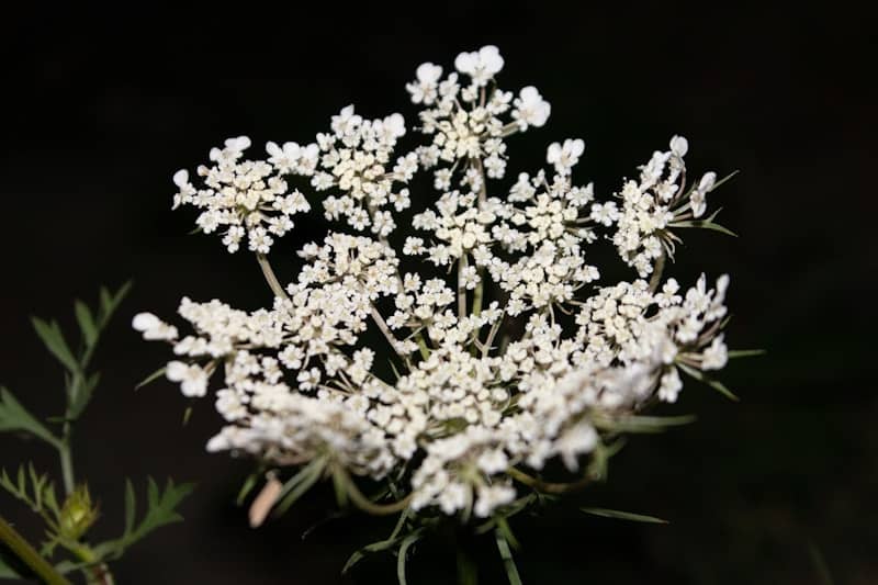 Delicate white flower with dark background