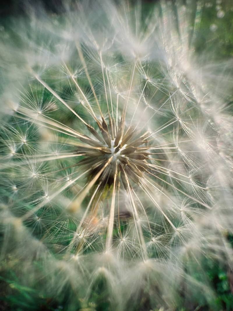 Close-up of a dandelion seed head with green background