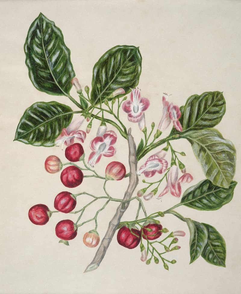 Branch with red berries and pink flowers