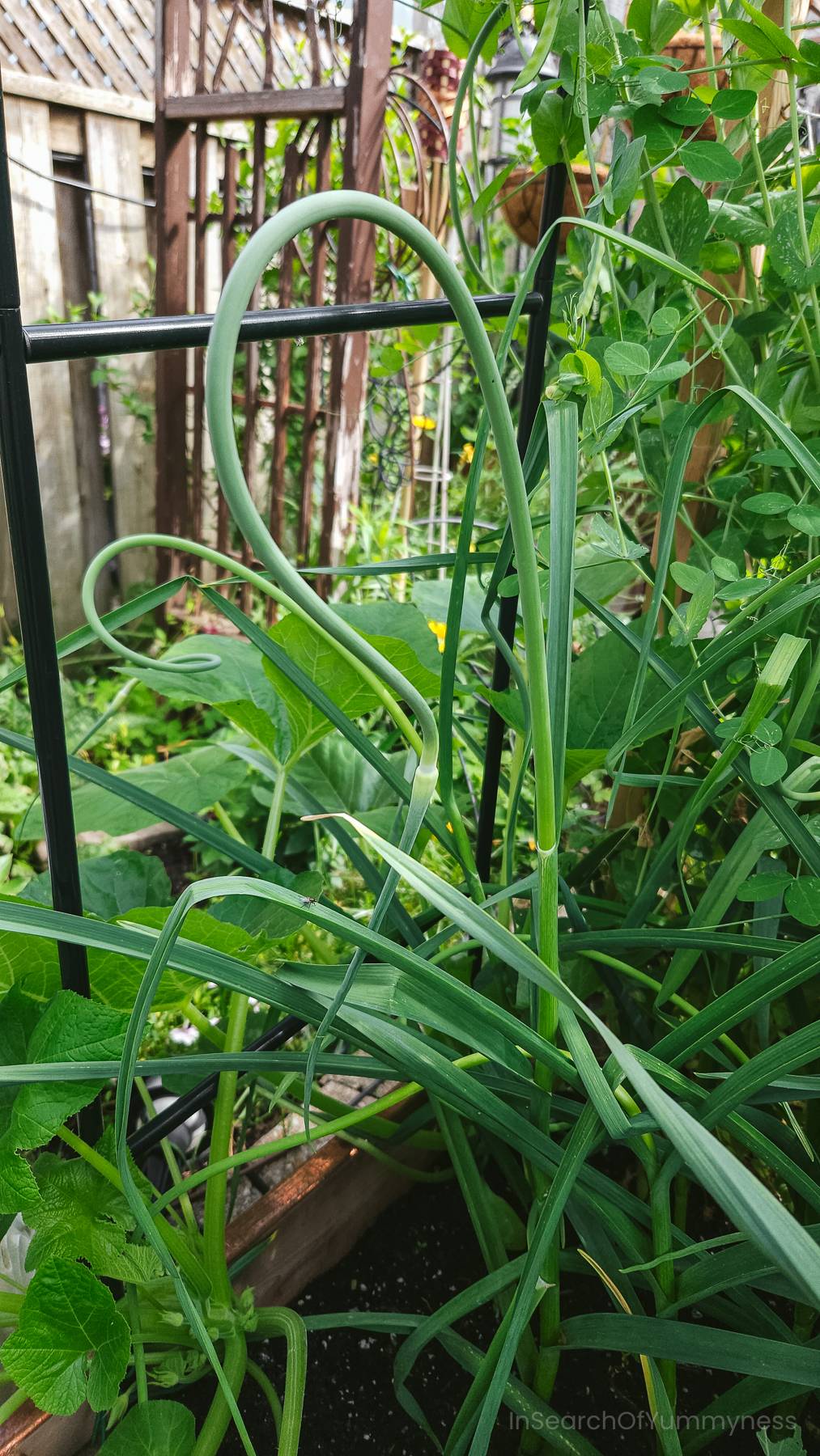 A curly garlic scape growing from a hardneck garlic plant in the garden.
