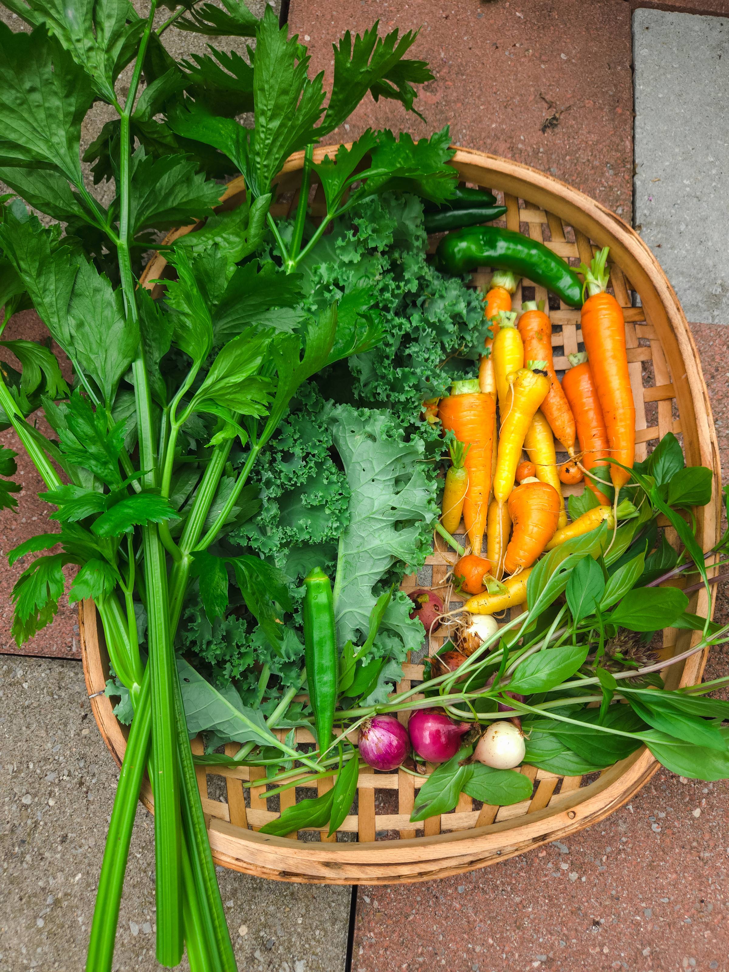 A wicker harvest basket full of fresh homegrown carrots, kale, celery, okra, red onions, peppers and Thai basil.
