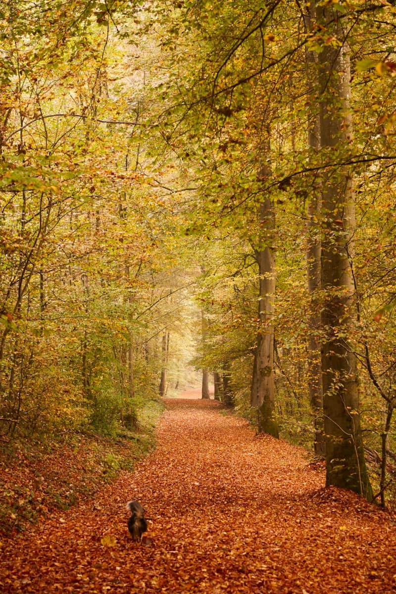 A small dog walking on a path covered in fallen autumn leaves