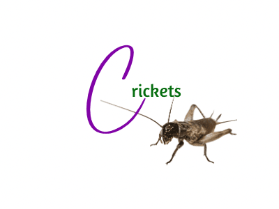 Journal Entry 3: Crickets