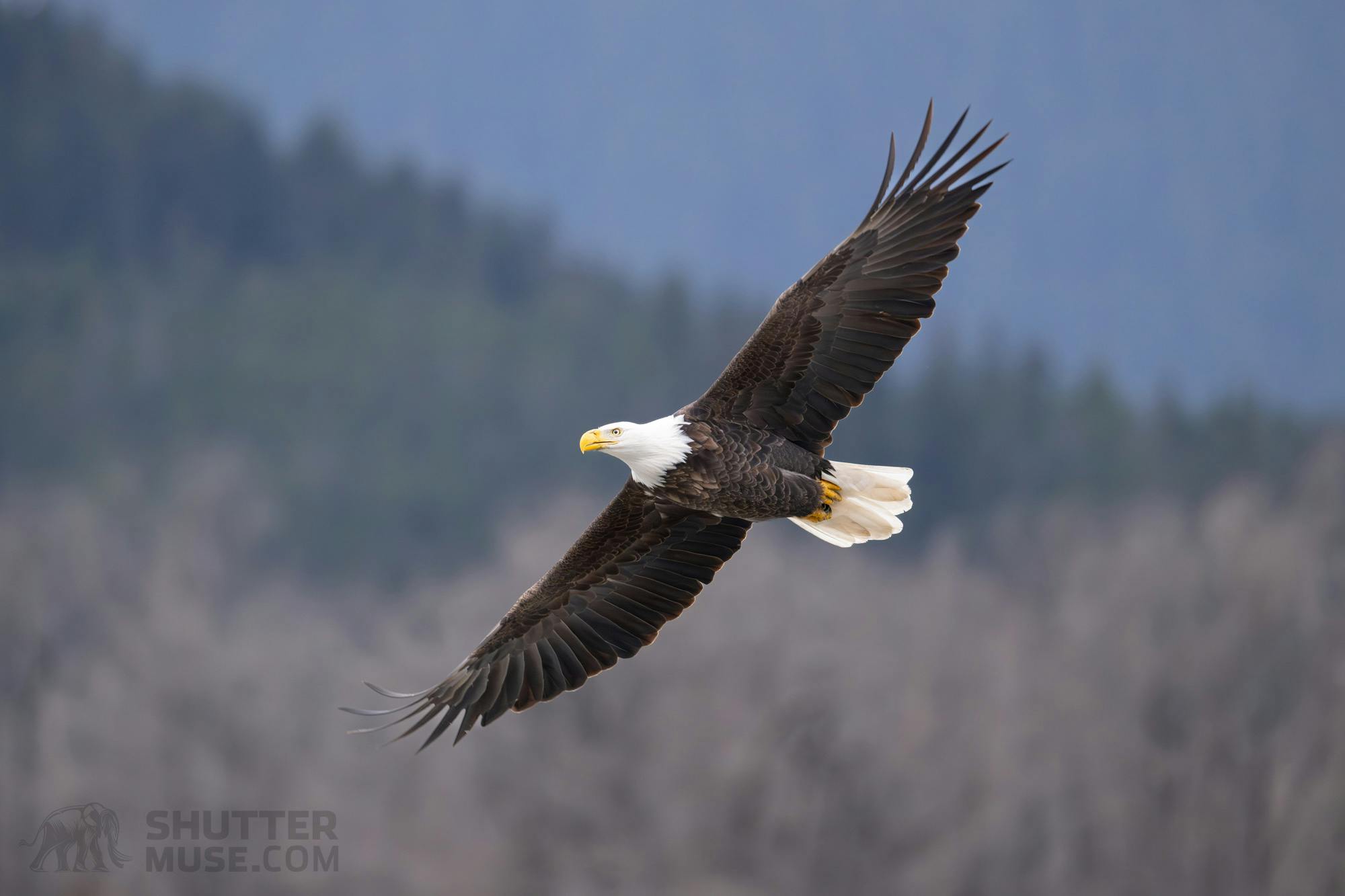 Eagle in Alaska