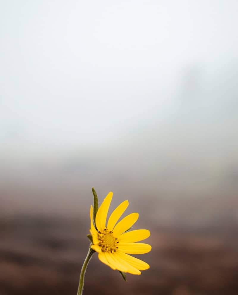 A single yellow flower stands against a misty backdrop.