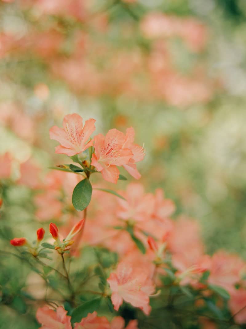 Pretty peach flowers bloom in the sunlight.