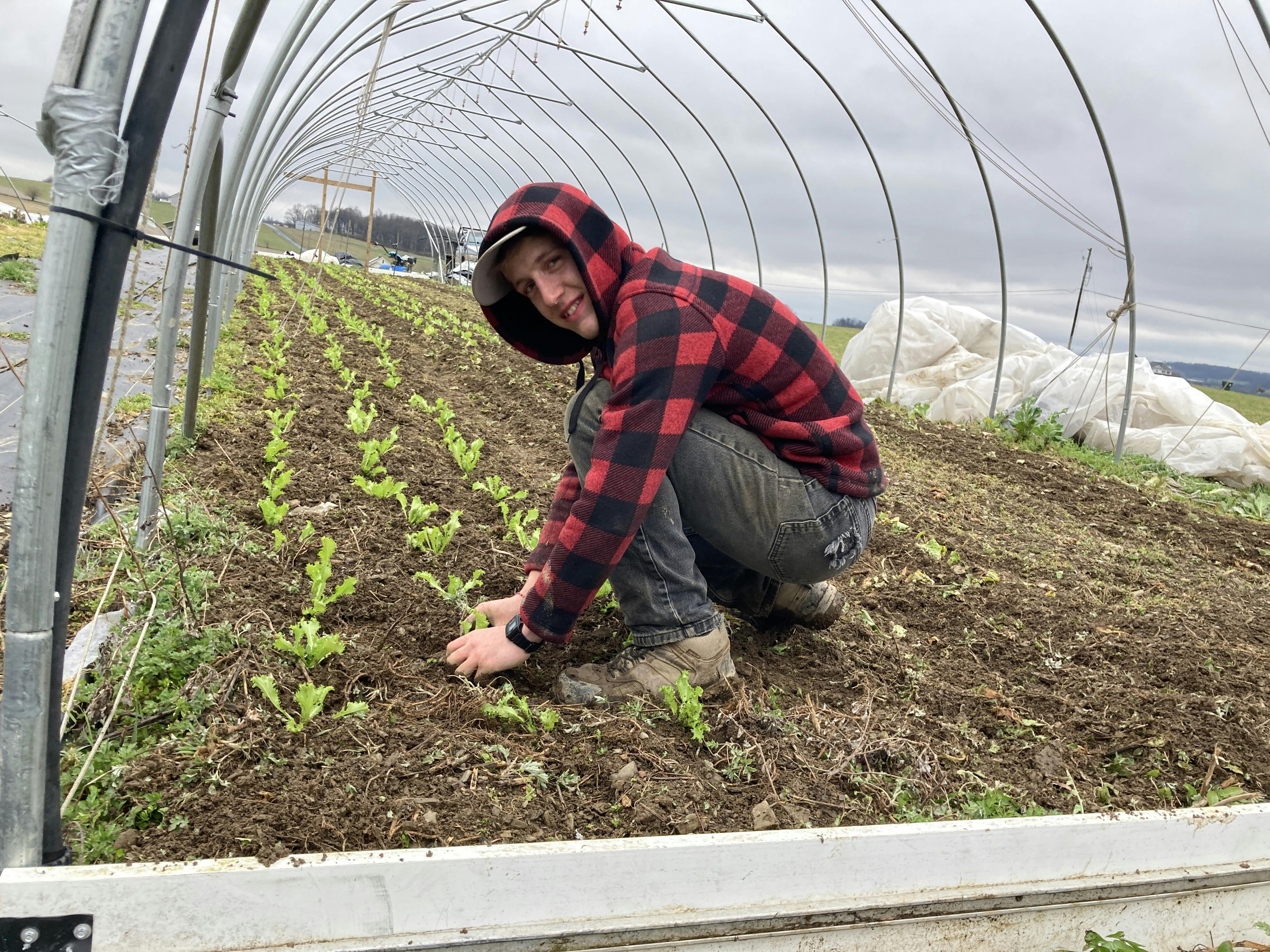 planting lettuce in hoop house without plastic cover