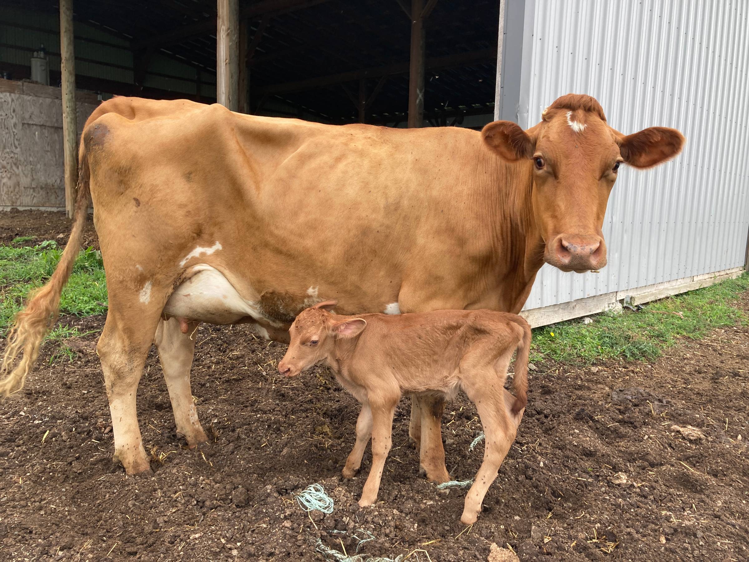 "Isn't RAW Milk Dangerous?" + Cathy Tells Why She Switched 6