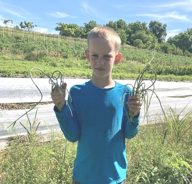 farm kid picking garlic scapes