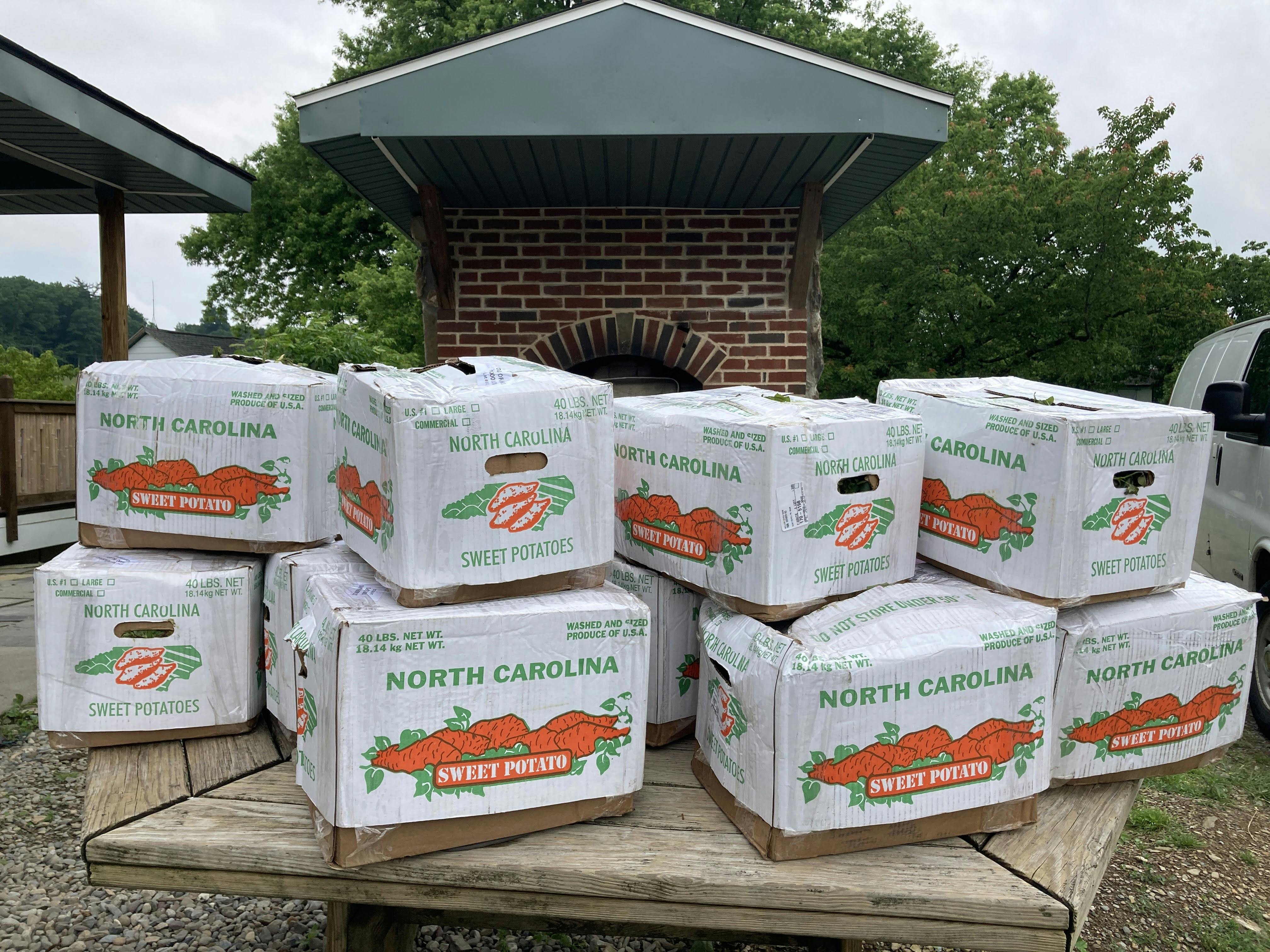 10000 sweet potato plants arrived 