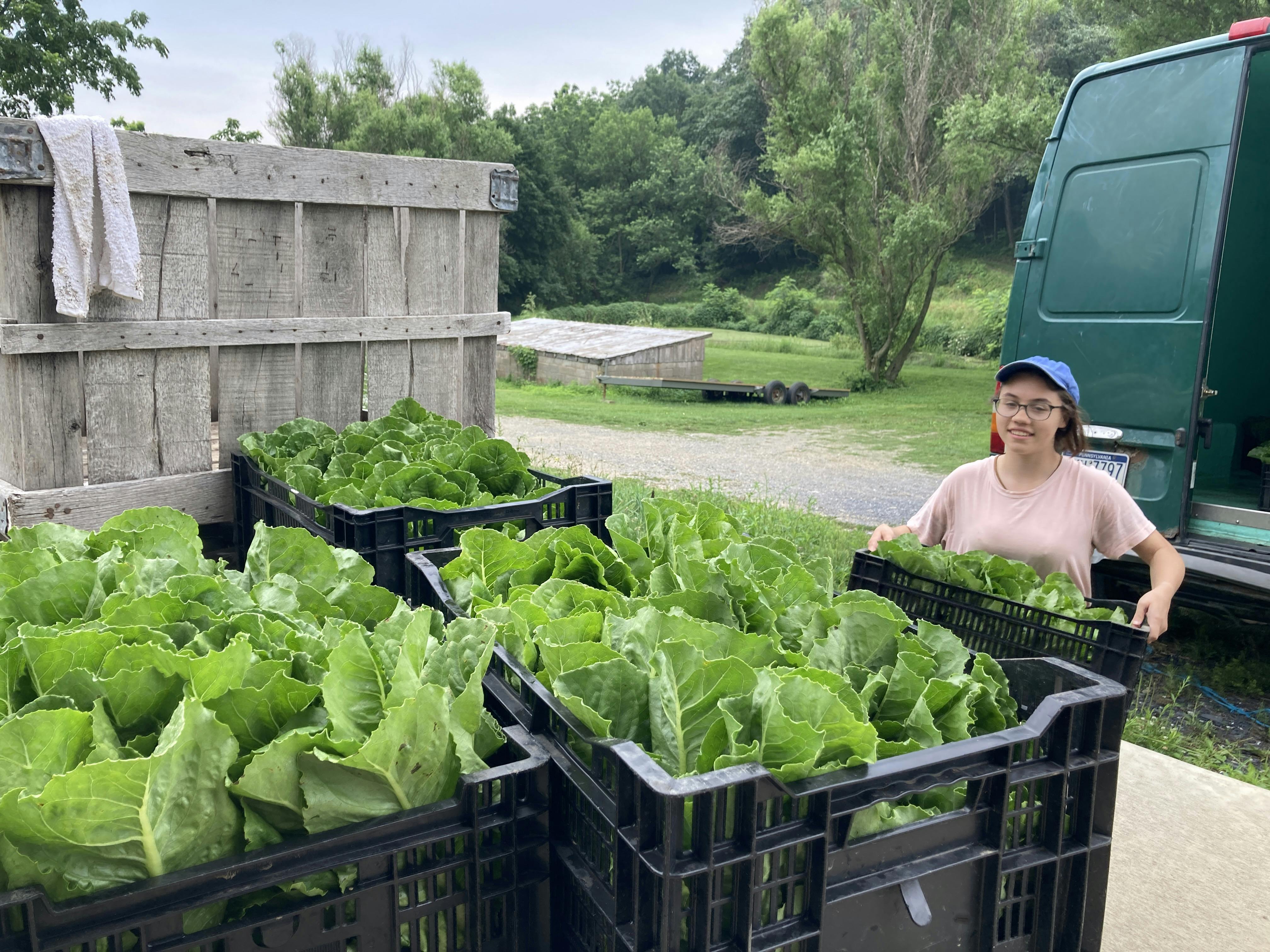 About Your Organic Farm Food: Market Box CSA - July 29, 2024 18