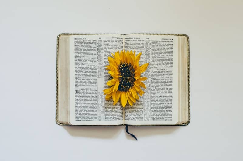 A sunflower rests on an open book