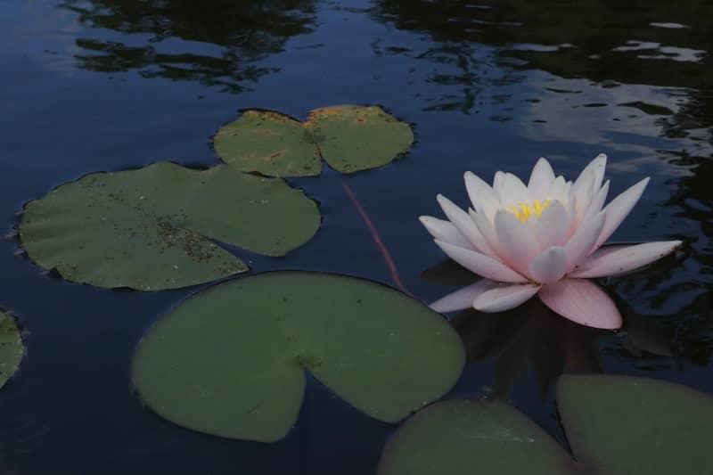 A pink water lily floats amidst green pads.