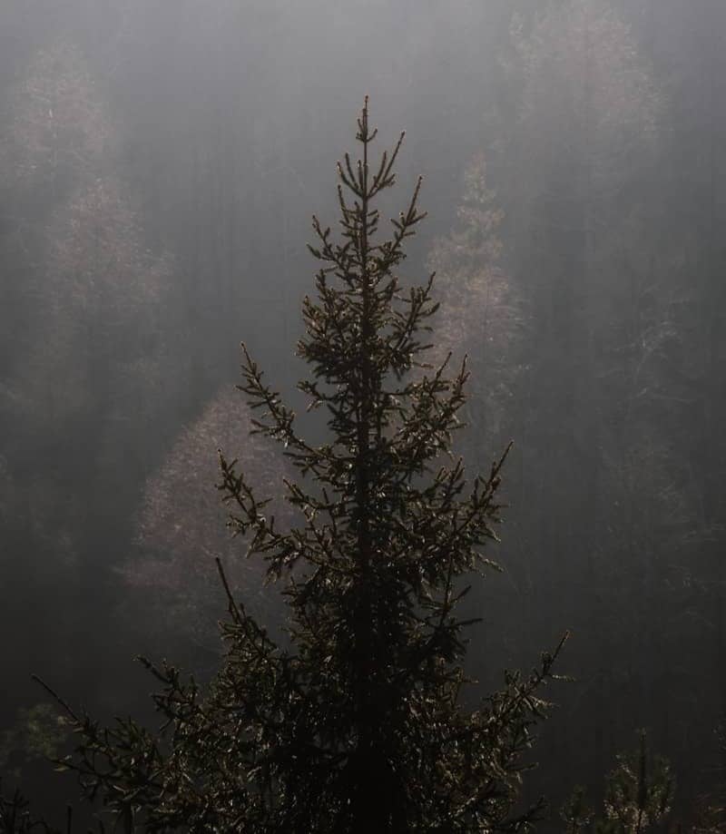 A solitary evergreen in a foggy forest.