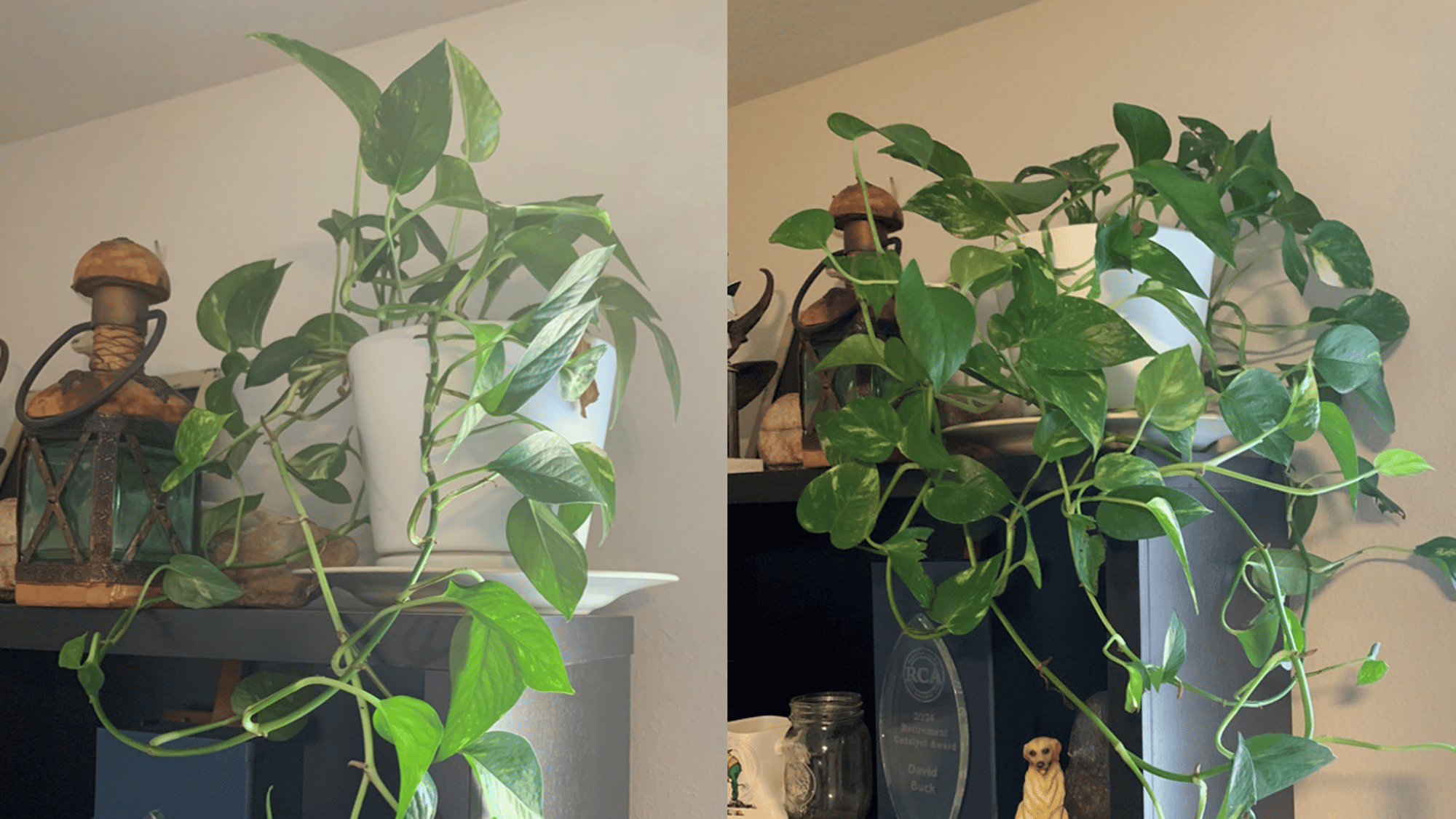 Golden pothos plant before and after six months of growth
