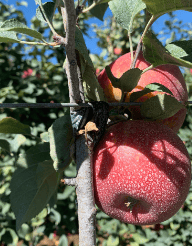 Apple tree