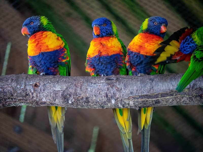 a group of colorful birds sitting on top of a tree branch