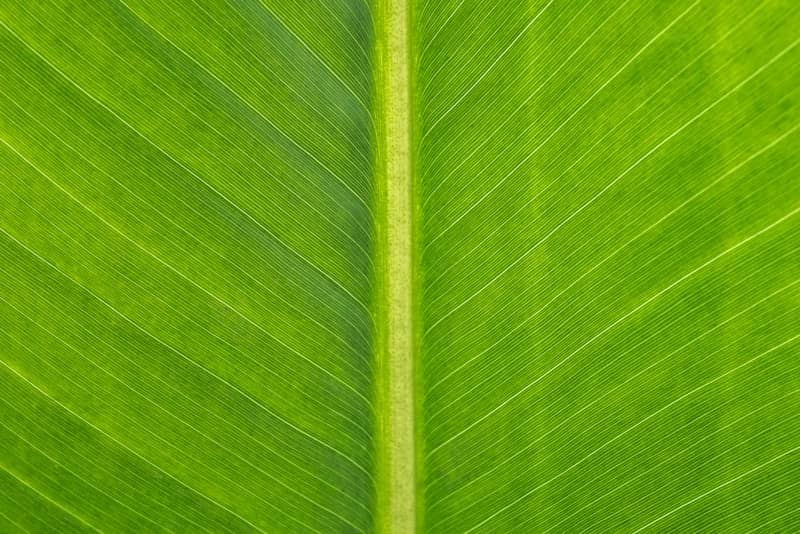 A close-up of a green leaf.