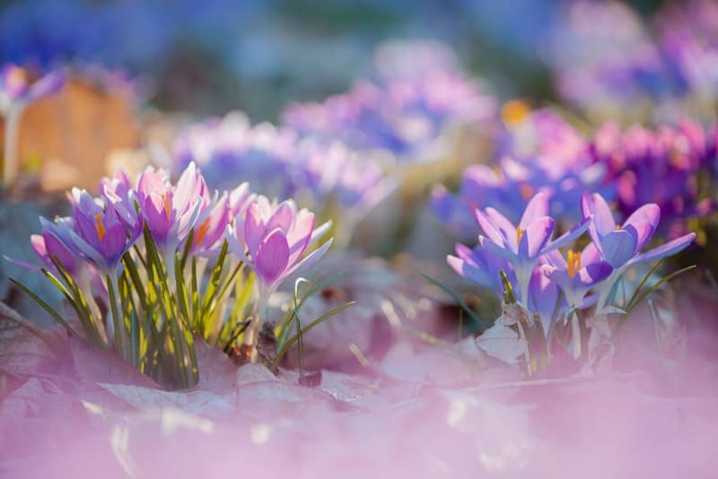 Purple crocuses bloom in the sun.