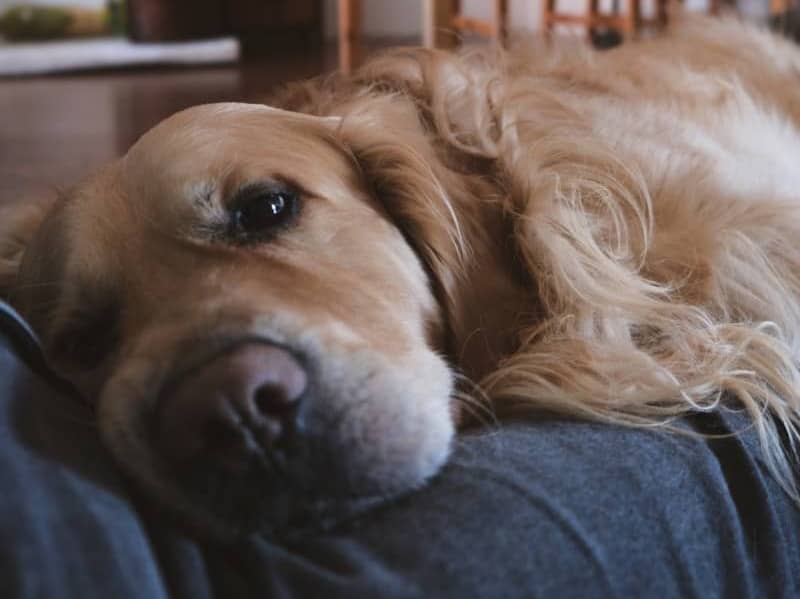 A golden retriever rests comfortably inside.