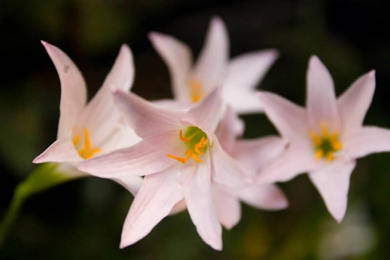 A group of pink flowers sitting on top of a green plant