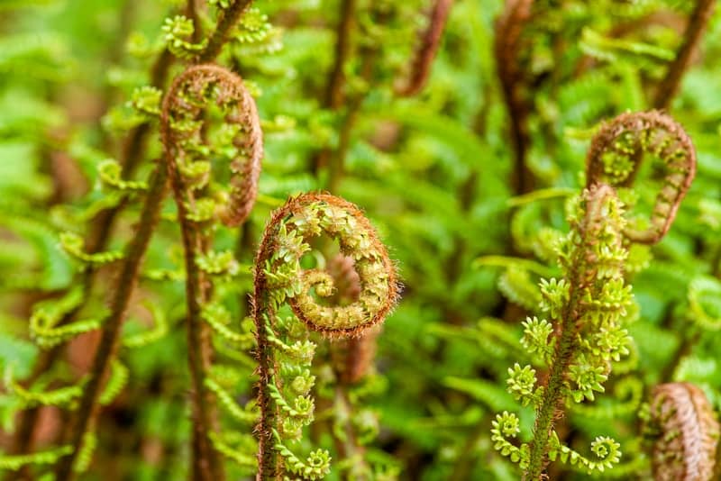 Fern fronds unfurl in a vibrant display.