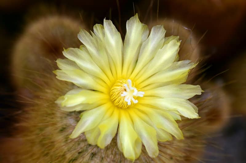 A close up of a yellow flower with a blurry background