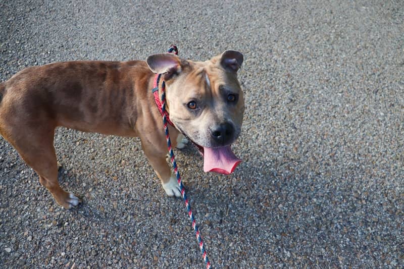 A happy pit bull mix dog on a leash.