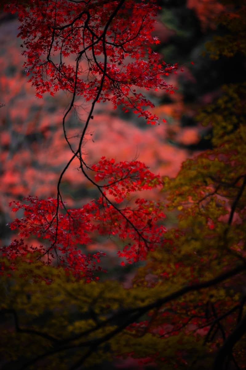 Vibrant red autumn leaves on tree branches