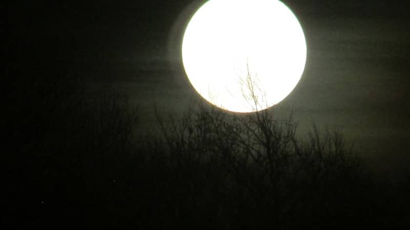 Bright full moon shining over dark trees
