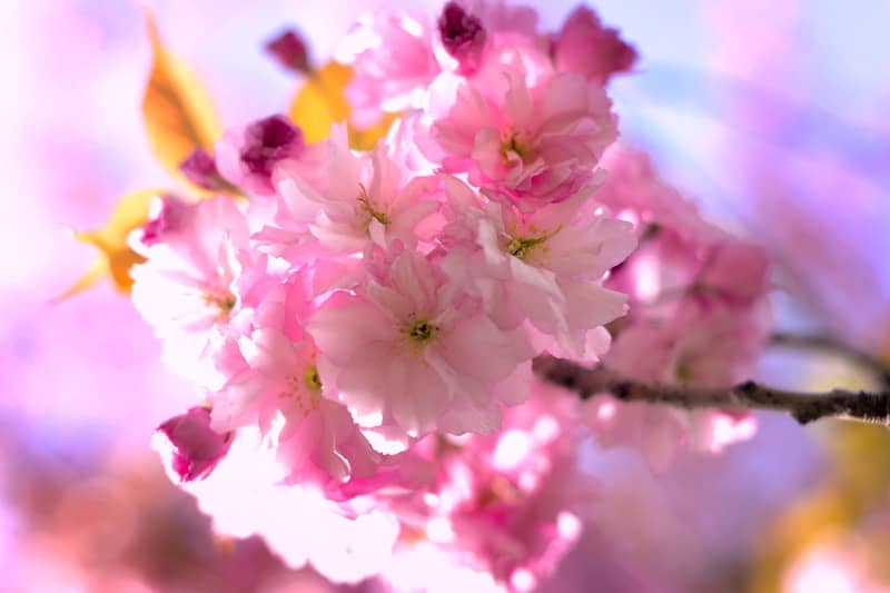 Close-up of delicate pink cherry blossoms blooming